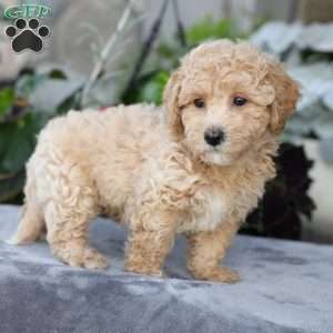 Chief, Bich-Poo Puppy